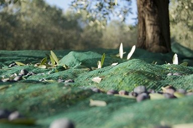 A scuola con il CREA, l’olio extra vergine di oliva si scopre giocando