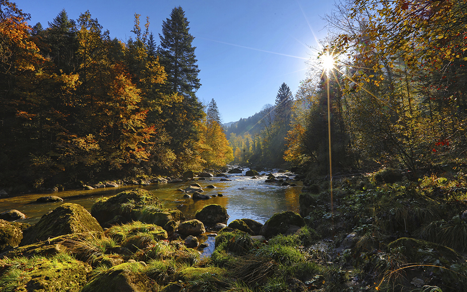 Foreste italiane: un mondo da scoprire a fronte delle nuove sfide del millennio