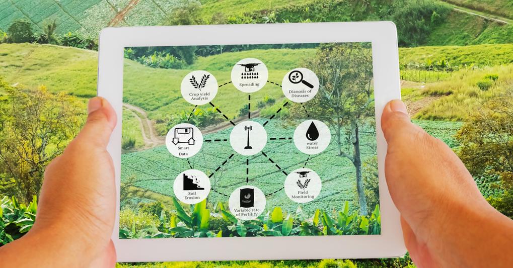 Il CREA all'avanguardia nello sviluppo delle TEA: l'innovazione genetica fondamentale per il futuro dell'agricoltura
