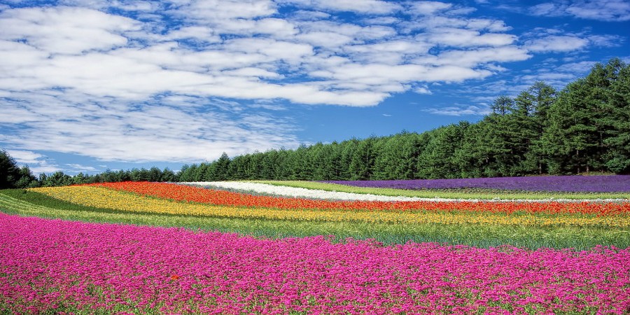Il patrimonio della biodiversità floricola custodita dal CREA