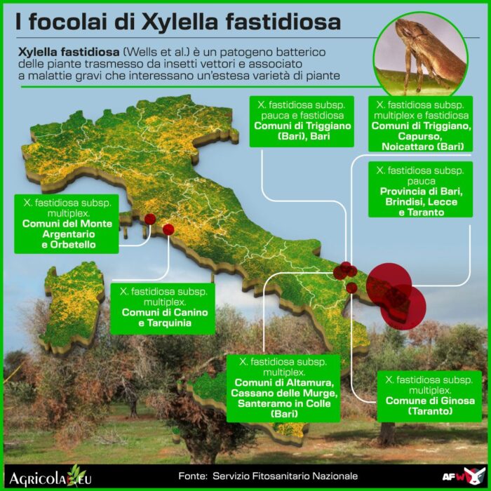 Xylella, il CREA al tavolo MASAF per un contrasto coordinato ed efficace alla diffusione del patogeno