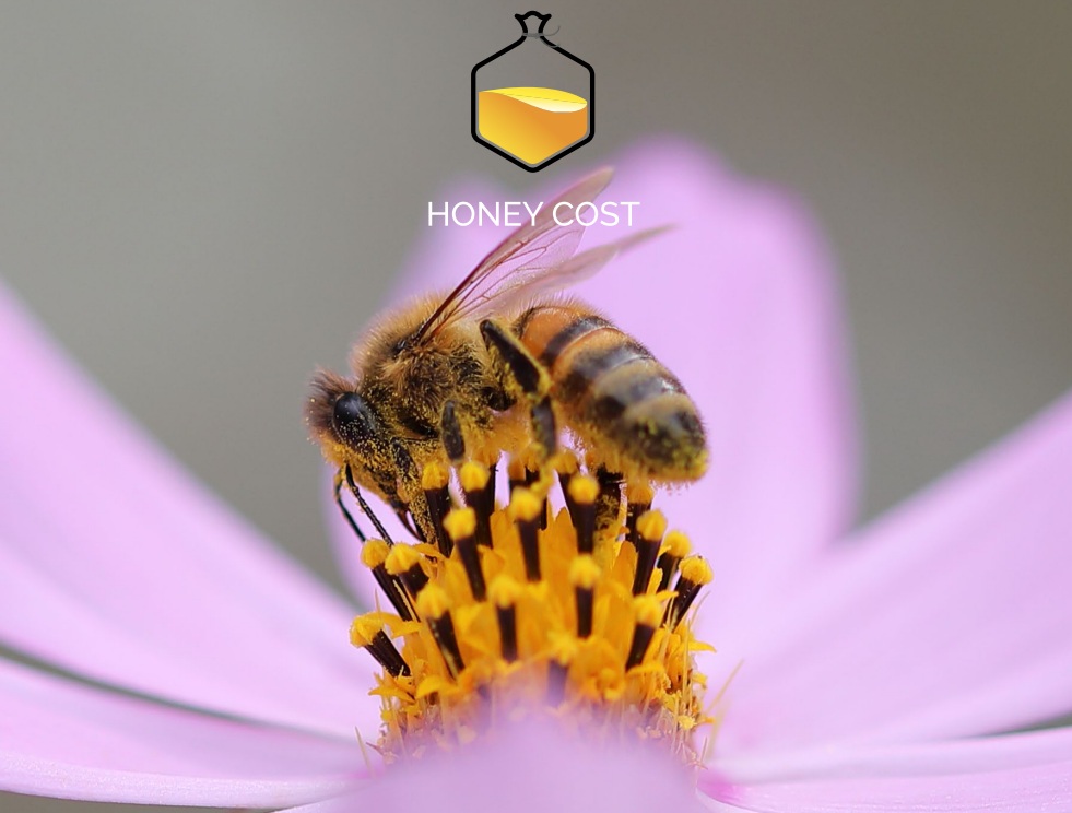 Progetto Honey Cost