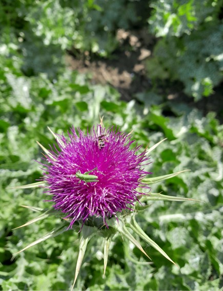 Il contributo del CREA al XV Congresso Nazionale sulla Biodiversità