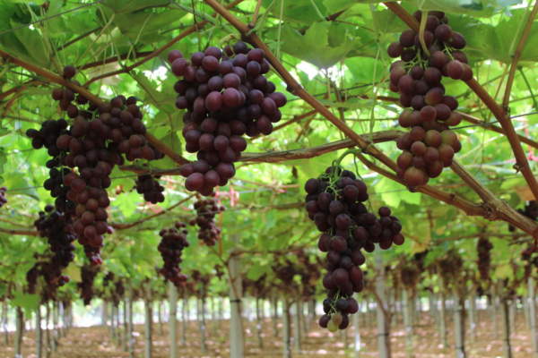Ricerca applicata sull'uva da tavola: visita divulgativa ai campi sperimentali Ricerca applicata sull'uva da tavola: visita divulgativa ai campi sperimentali