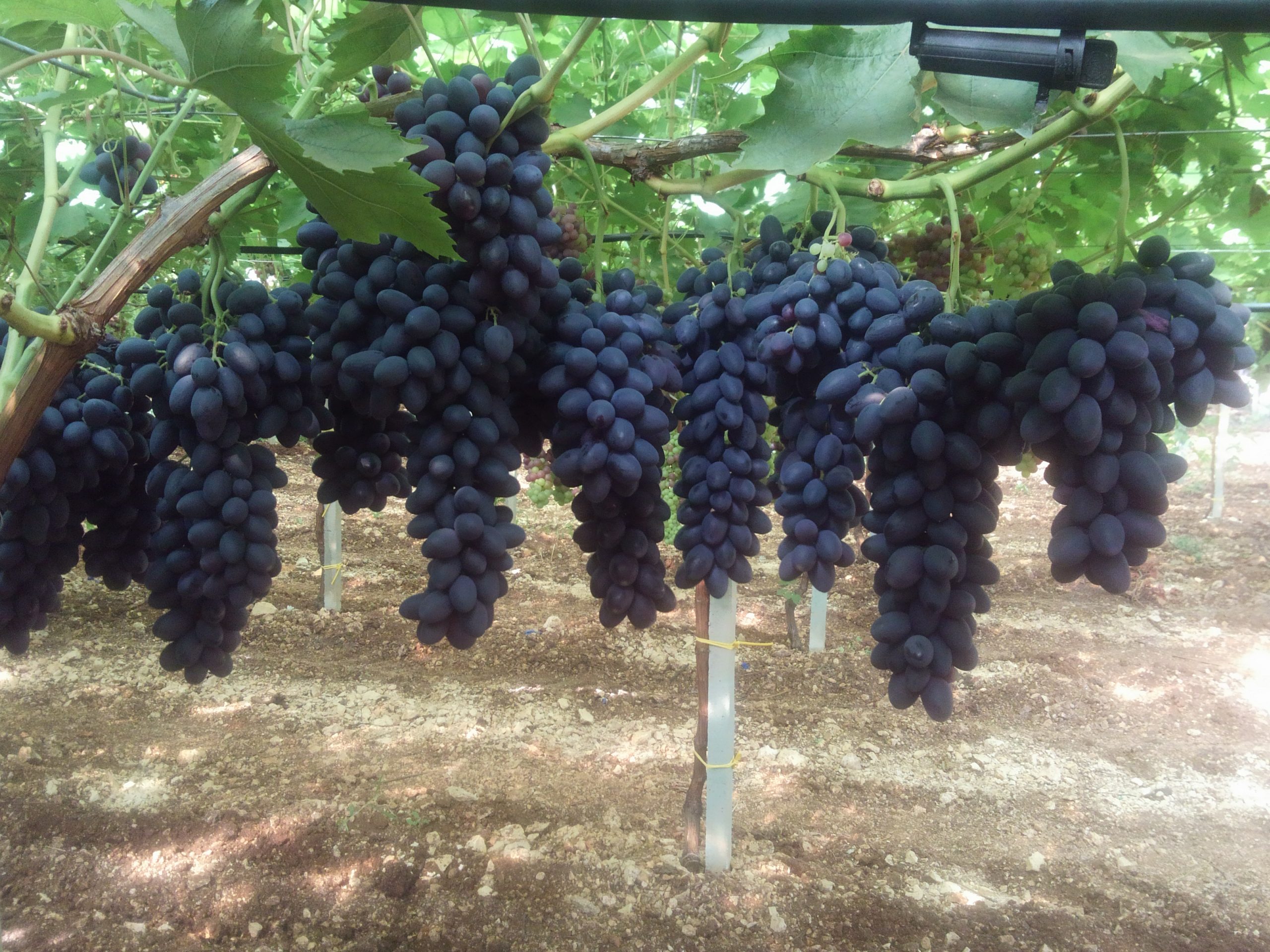 Uva, dalla ricerca CREA nuove varietà rosse e nere senza semi