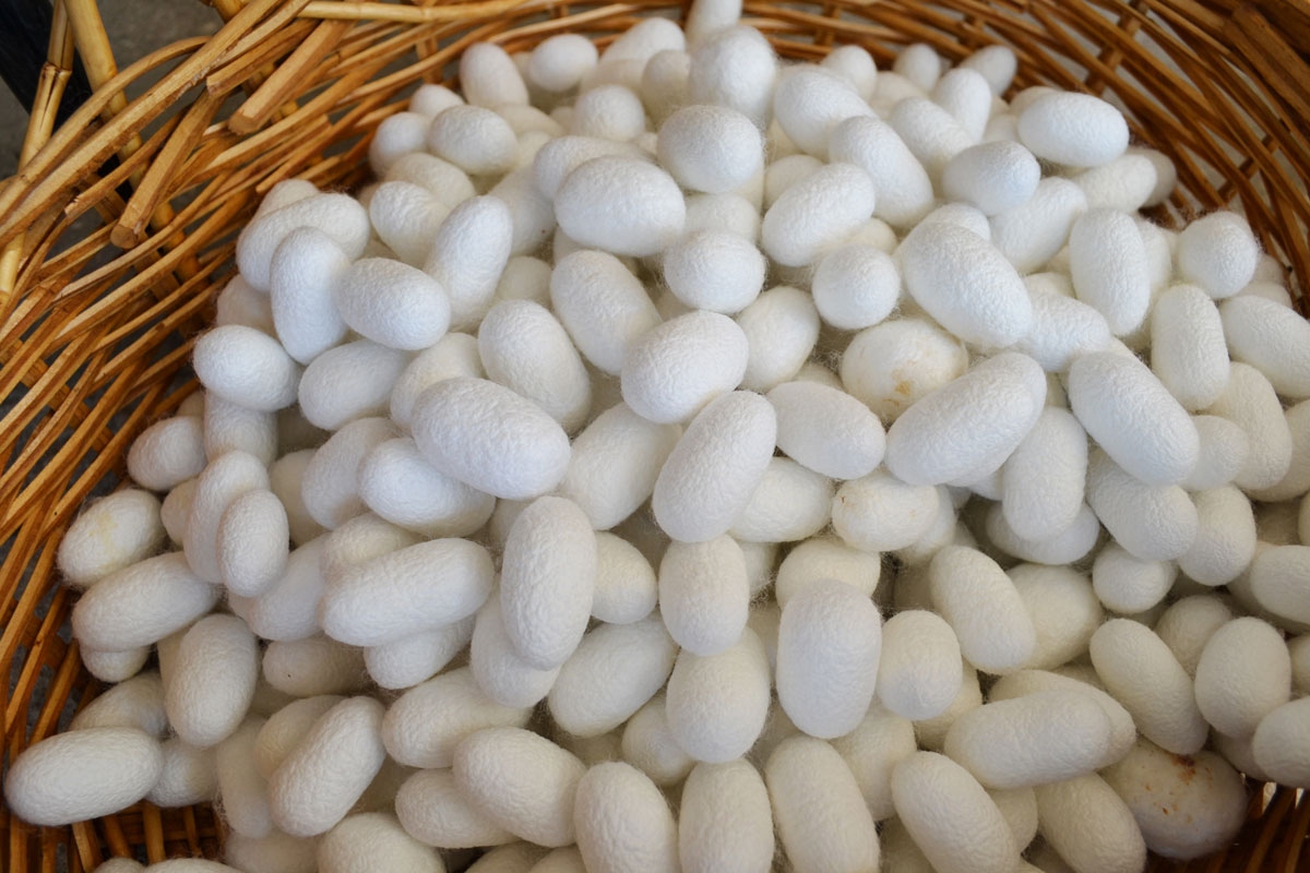 L'arte della gelsibachicoltura del CREA L'arte della gelsibachicoltura del CREA
