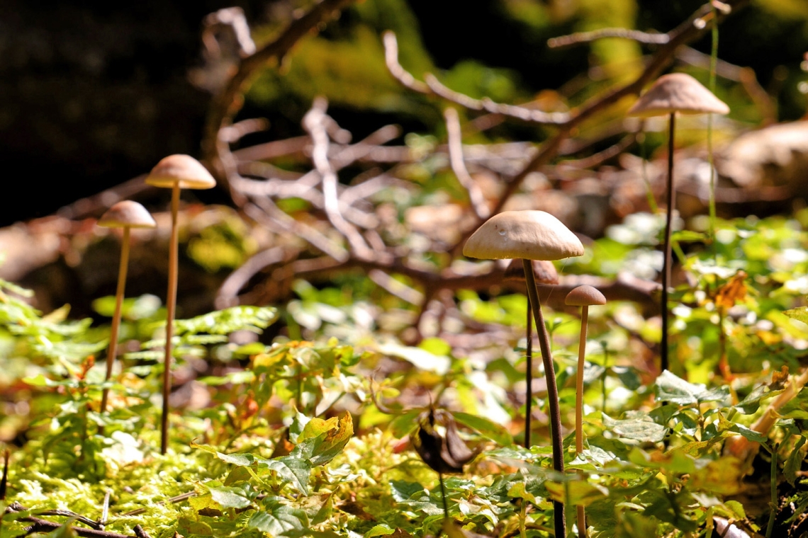L’influenza della gestione forestale sulla biodiversità multi-tassonomica in Europa L’influenza della gestione forestale sulla biodiversità multi-tassonomica in Europa