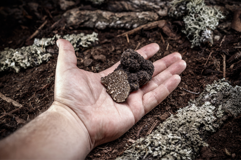 La filiera del tartufo: dal bosco alla tavola