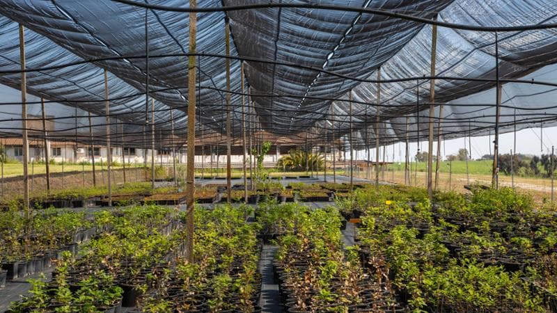 Dal CREA trentamila alberi antismog per Roma Dal CREA trentamila alberi antismog per Roma