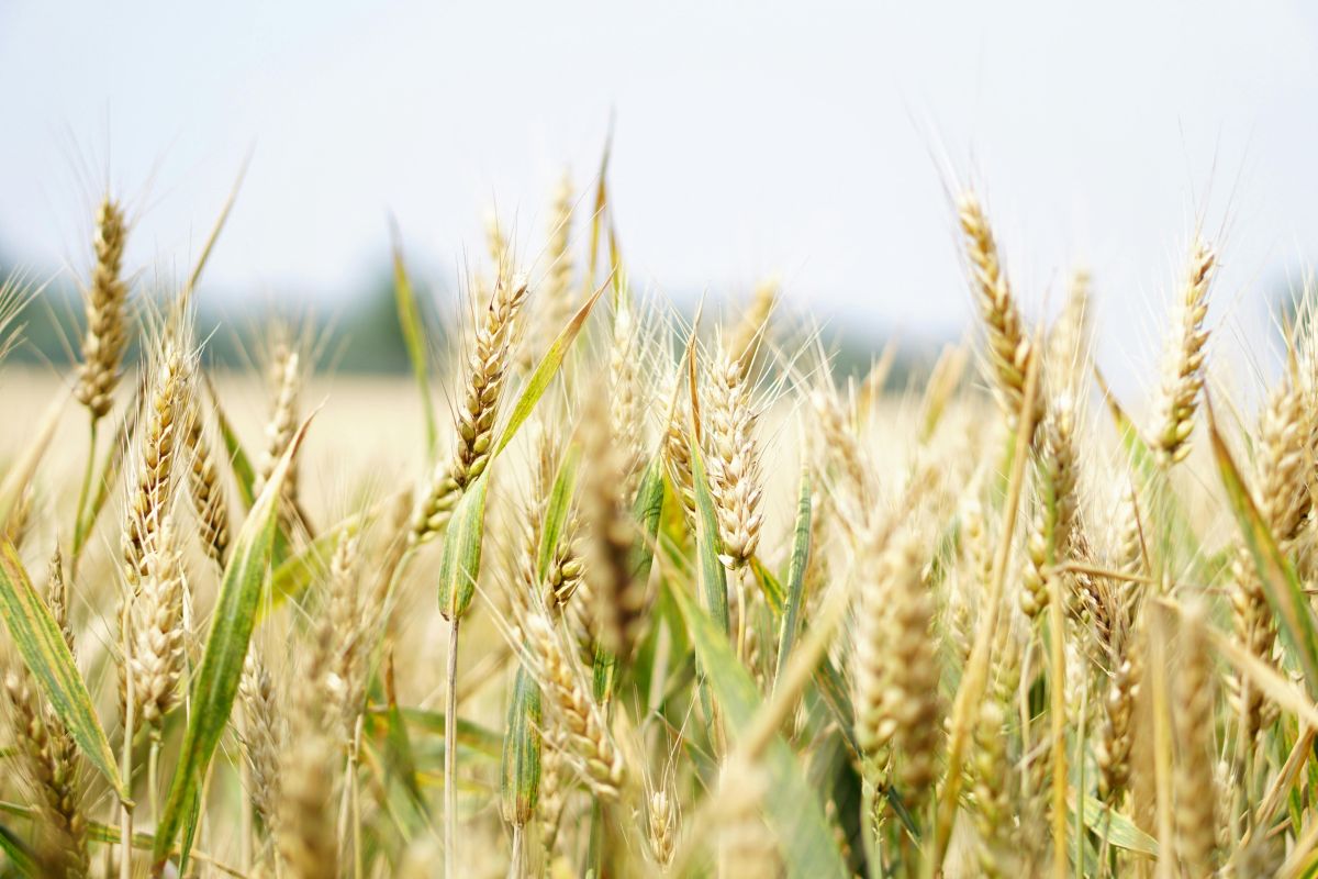 Accordo tra CREA e CIMMYT per il miglioramento genetico dei cereali