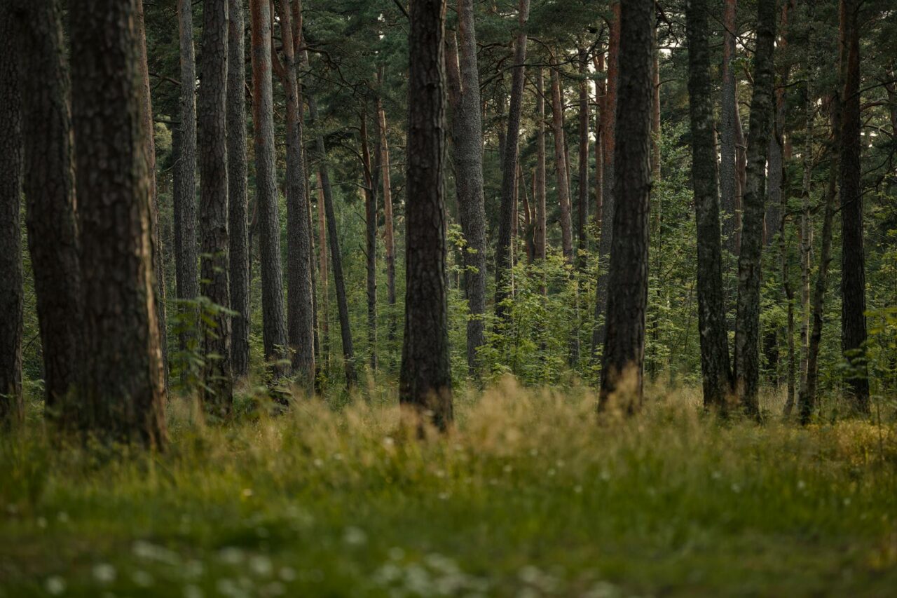 Primo passo per l’operatività del Registro dei crediti di carbonio forestali gestito dal CREA