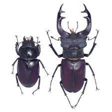 Caterpillar (RaiRadio2): La ricercatrice del CREA DC di Firenze Alice Lenzi ci parla dei cervi Volanti Caterpillar (RaiRadio2): La ricercatrice del CREA DC di Firenze Alice Lenzi ci parla dei cervi Volanti