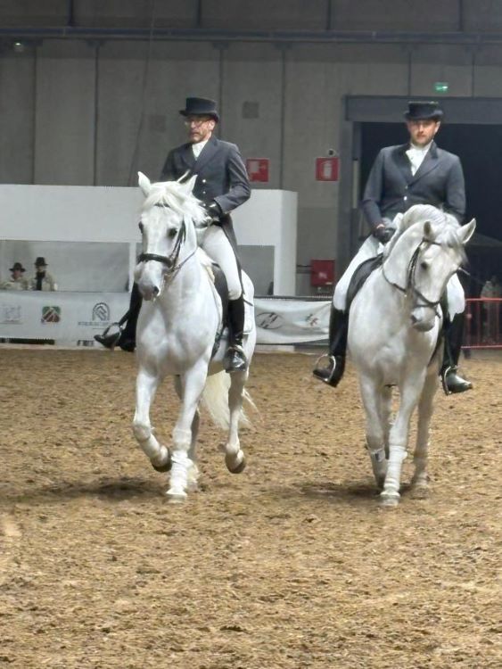 CREABreak: il cavallo Lipizzano, museo vivente... al galoppo