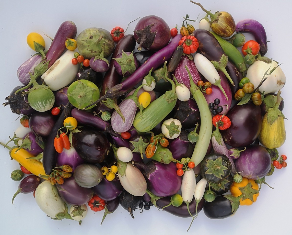 Melanzana: svelato da team internazionale il catalogo completo di geni e caratteri