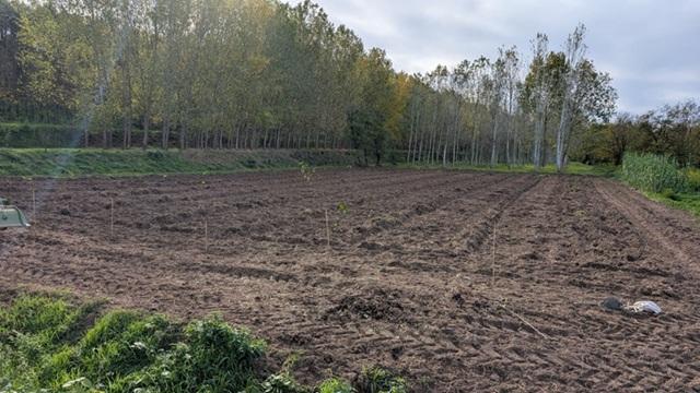 Un nuovo arboreto per Roma: il CREA pianta 180 ontani neri