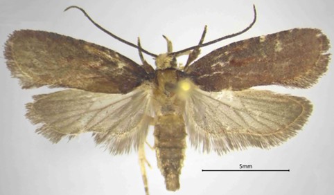 Biodiversità: una nuova specie di falena scoperta dal CREA nelle foreste della Calabria