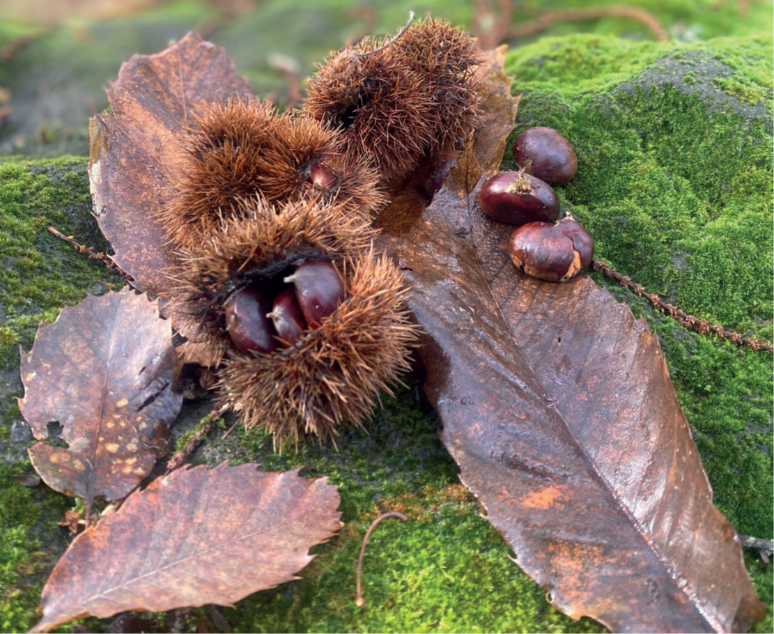Castanea Expo, dal CREA soluzioni tecniche per il mondo produttivo