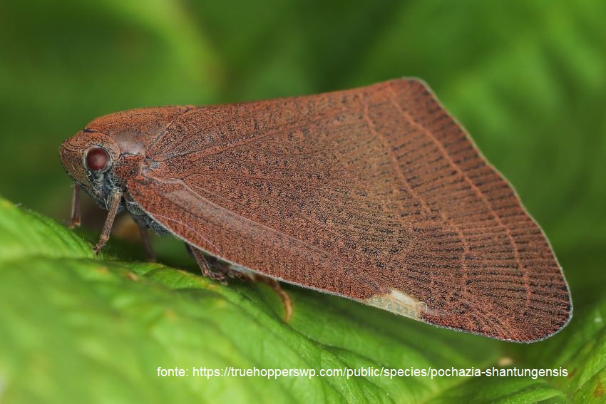 Piante ornamentali: pubblicato parere ufficiale EPPO sulla Pochazia