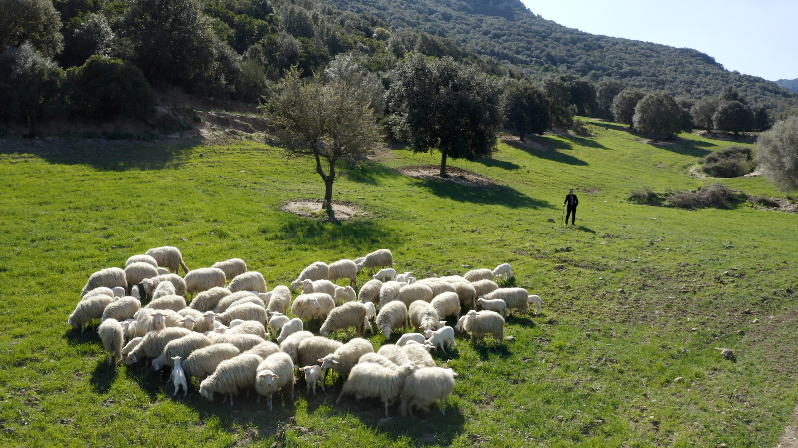 Il supporto scientifico del CREA alla Scuola Sarda di Pastorizia
