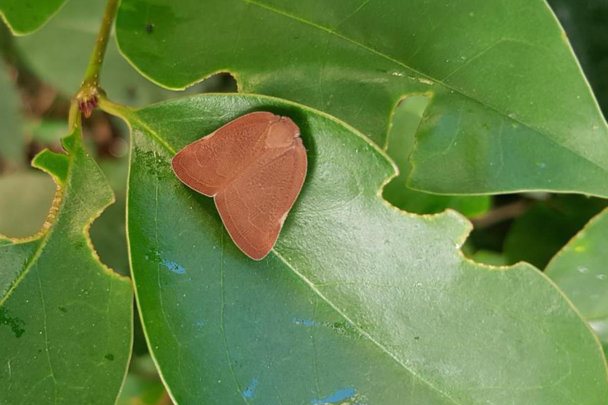 Piante ornamentali, l&rsquo;EPPO d&agrave; ragione all&rsquo;Italia: non raccomandato l&rsquo;inserimento della pochazia nella lista insetti da quarantena