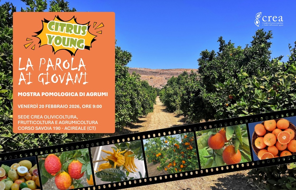 Al via la Citrus Week: ricerca, giovani e innovazione per il futuro dell’agrumicoltura