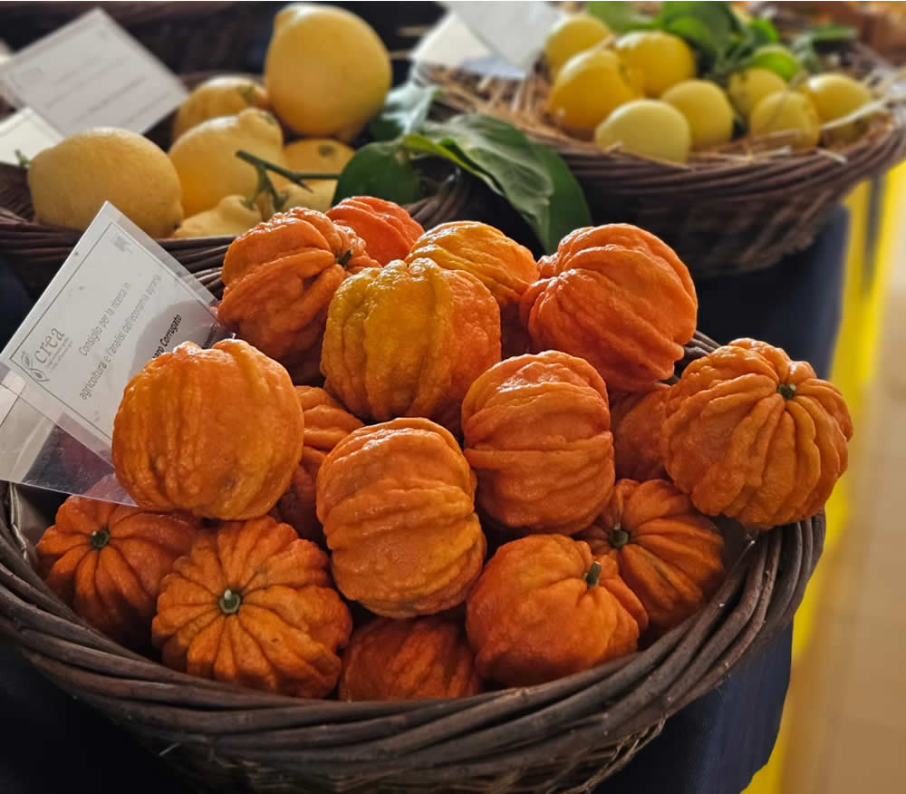 Citrus Day: giovani, ricerca e impresa per il futuro degli agrumi