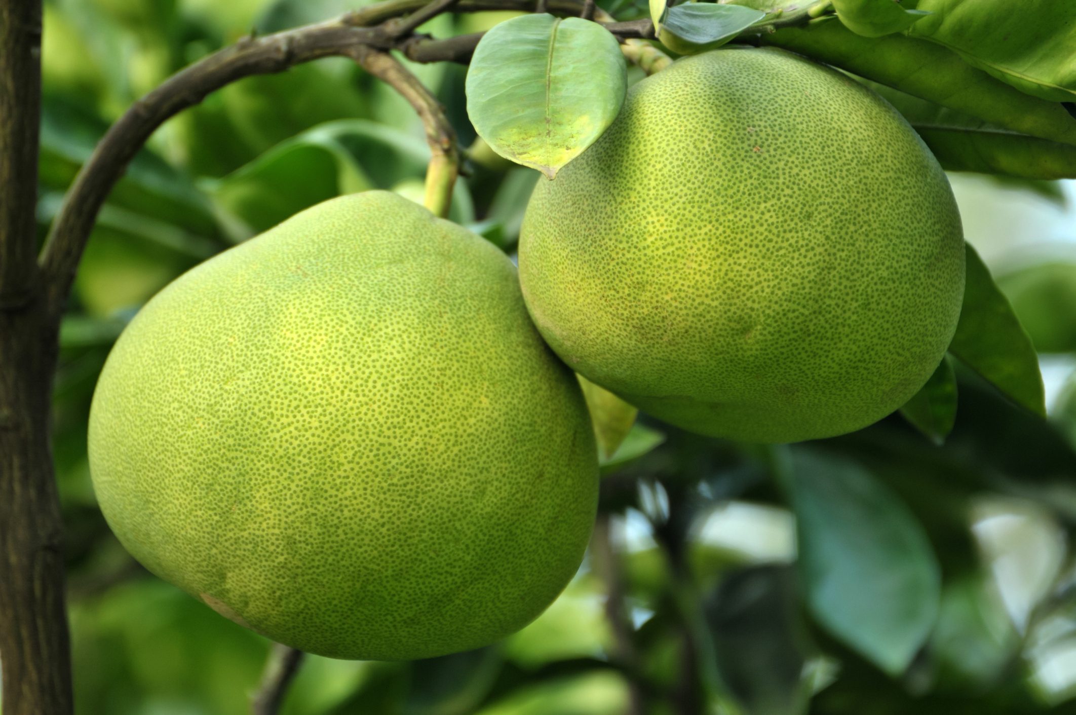 Pomelo, l'antenato degli agrumi, campione di resilienza