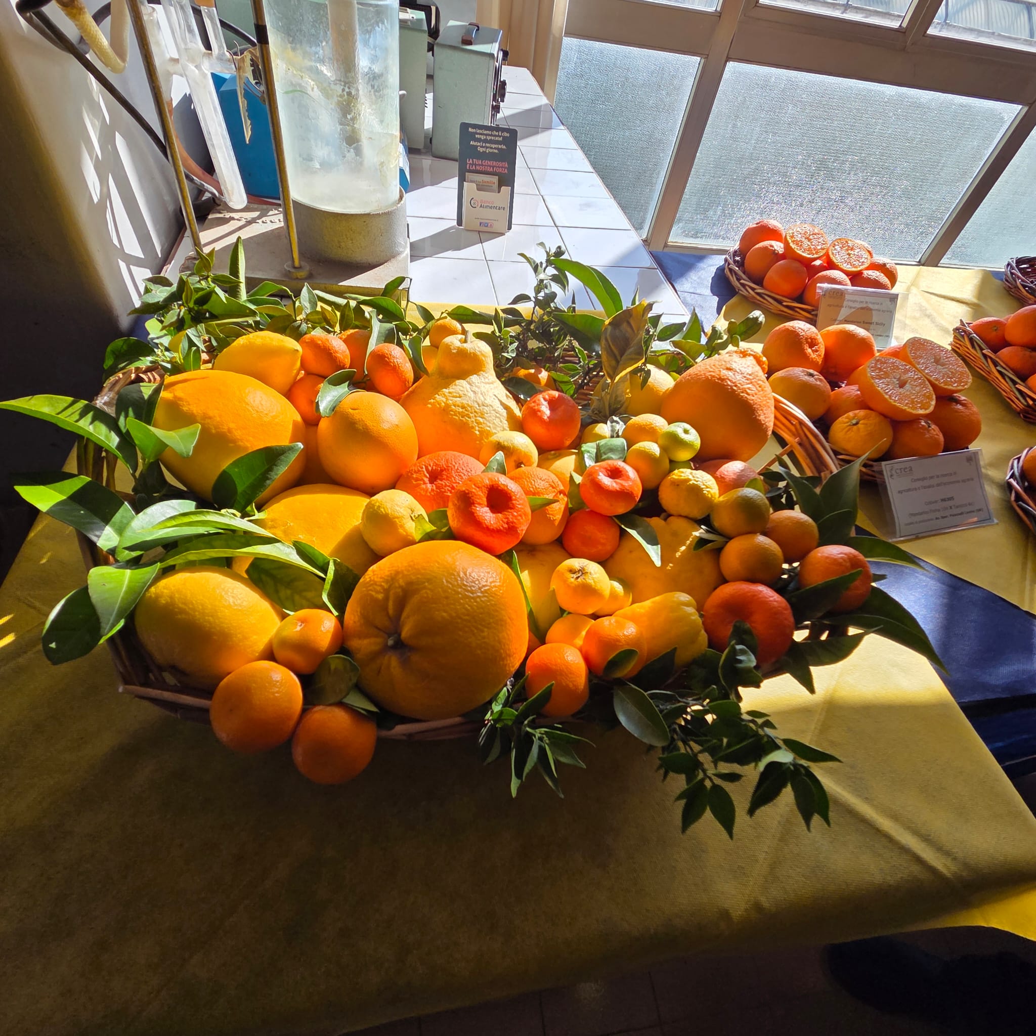 Citrus day: la ricerca del CREA per il futuro dell&rsquo;agrumicoltura italiana