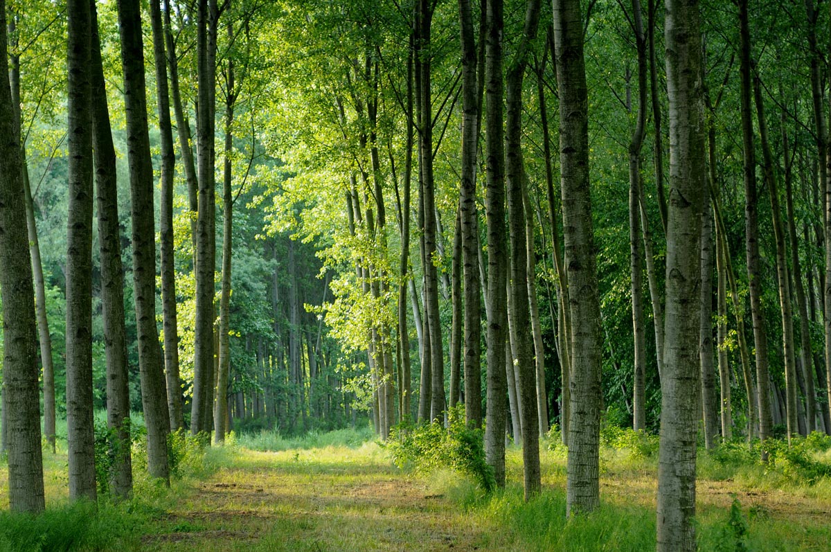 Pioppi con poca lignina per supermateriali da legno pi&ugrave; economici e sostenibili