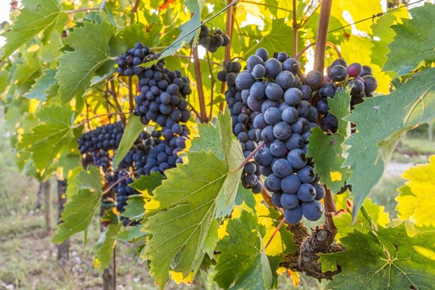 Il CREA a Vinitaly 2026: aiutare i viticoltori ad aumentare e migliorare la produzione