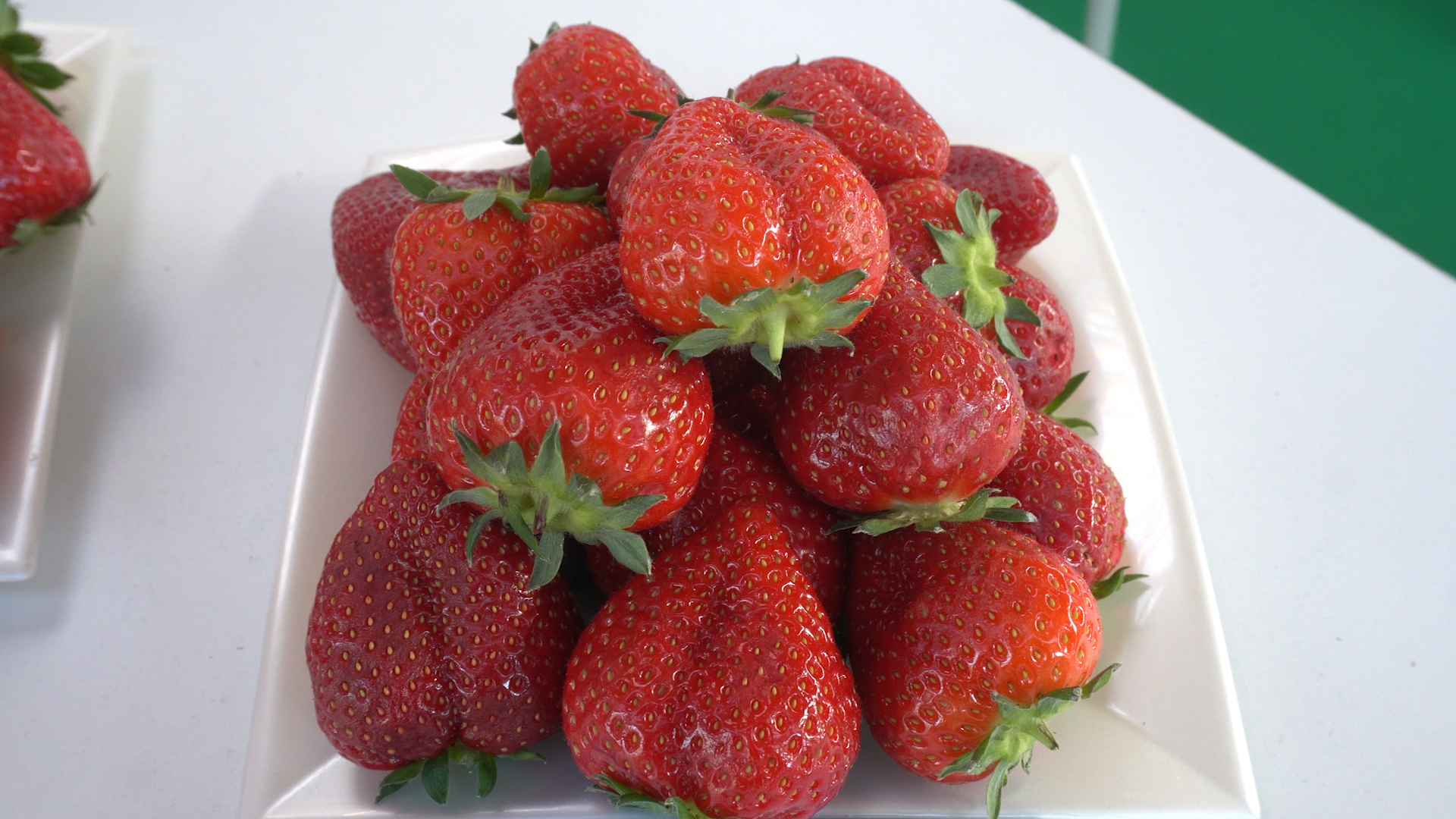 Dafne, la nuova varietà di fragola CREA in collaborazione con APO Scaligera