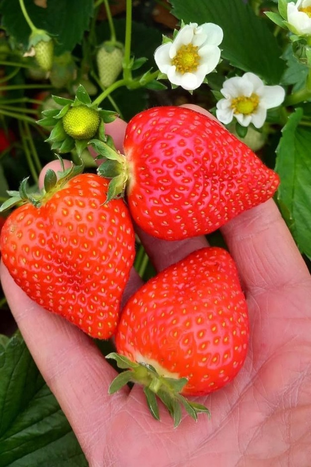 Dafne, la nuova fragola dalla ricerca CREA pi&ugrave; dolce e resistente