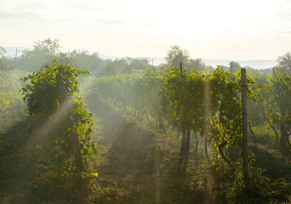 Cambiare i disciplinari di produzione dei vini italiani per far fronte alla crisi climatica