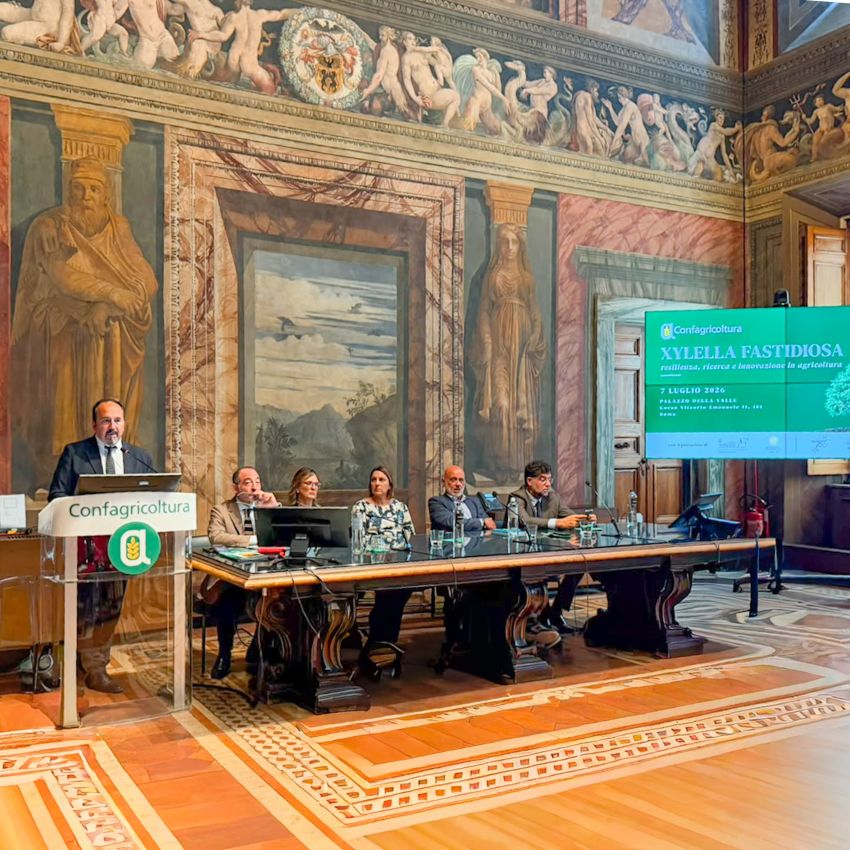 Xylella, il CREA punta su ricerca e innovazione per rilanciare l'olivicoltura