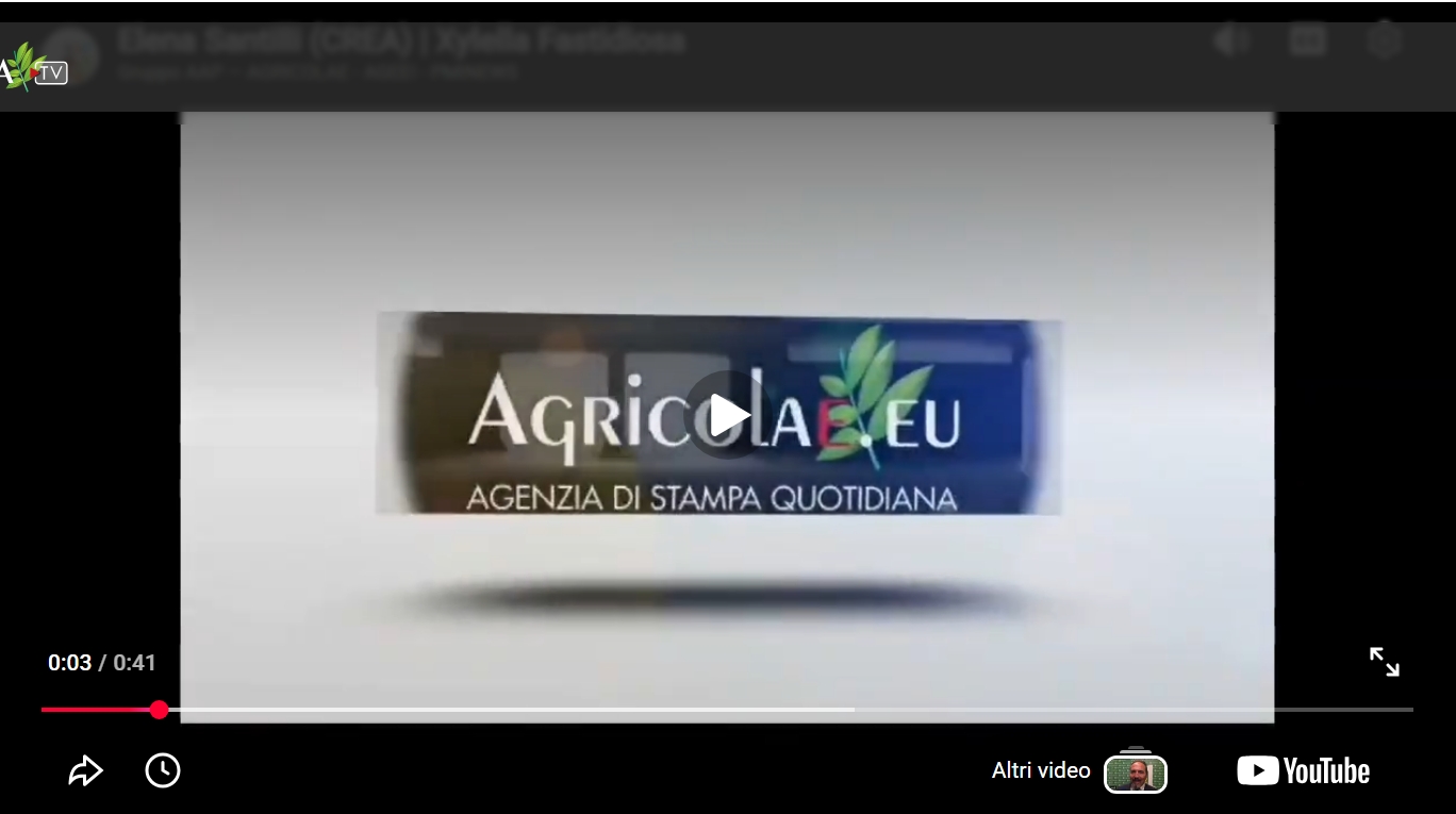 Xylella, Santilli (CREA): grazie a ricerca nuova biodiversità utile per l’olivicoltura italiana