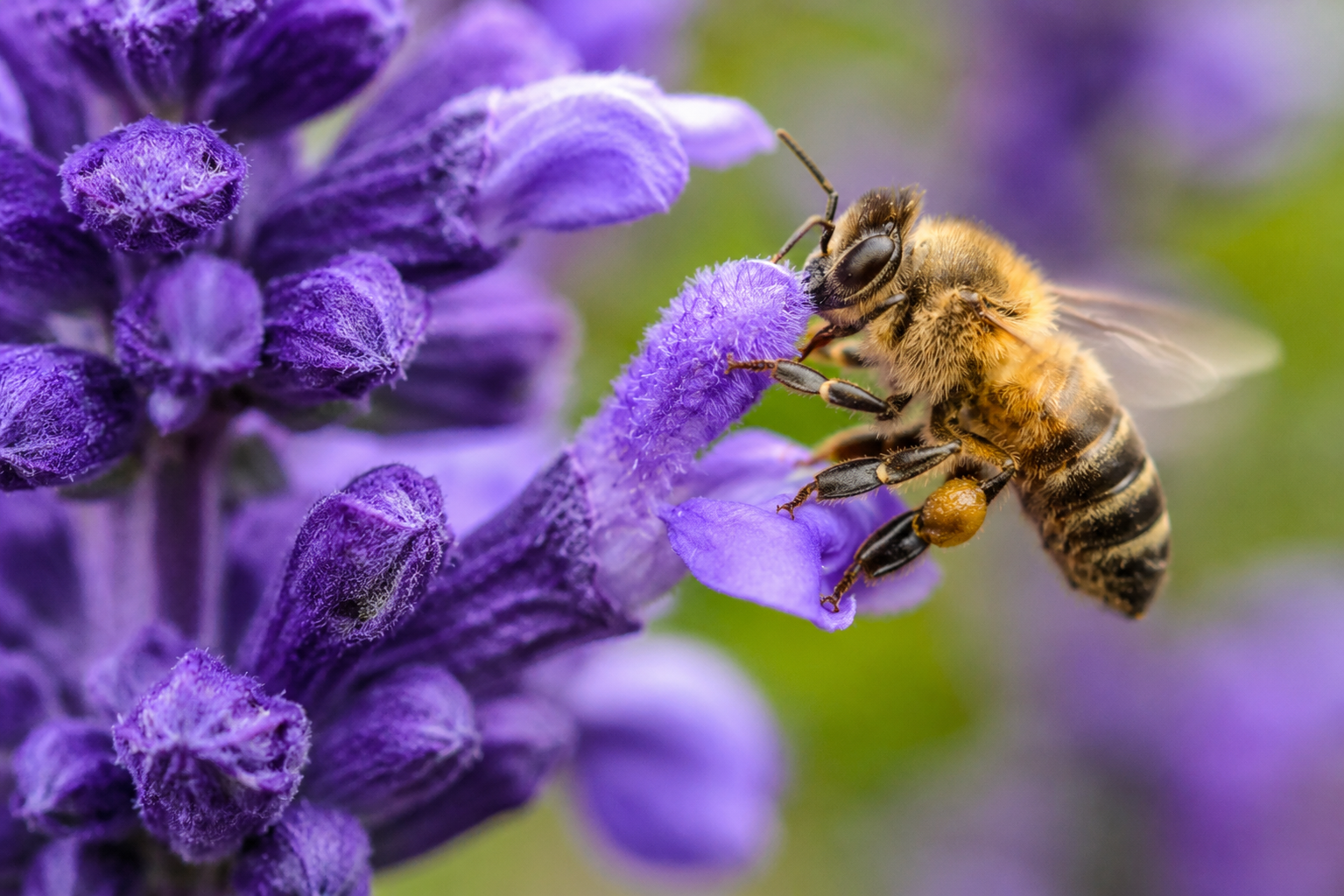 Api, miele e biodiversità: dal CREA una lettura integrata dell’apicoltura italiana