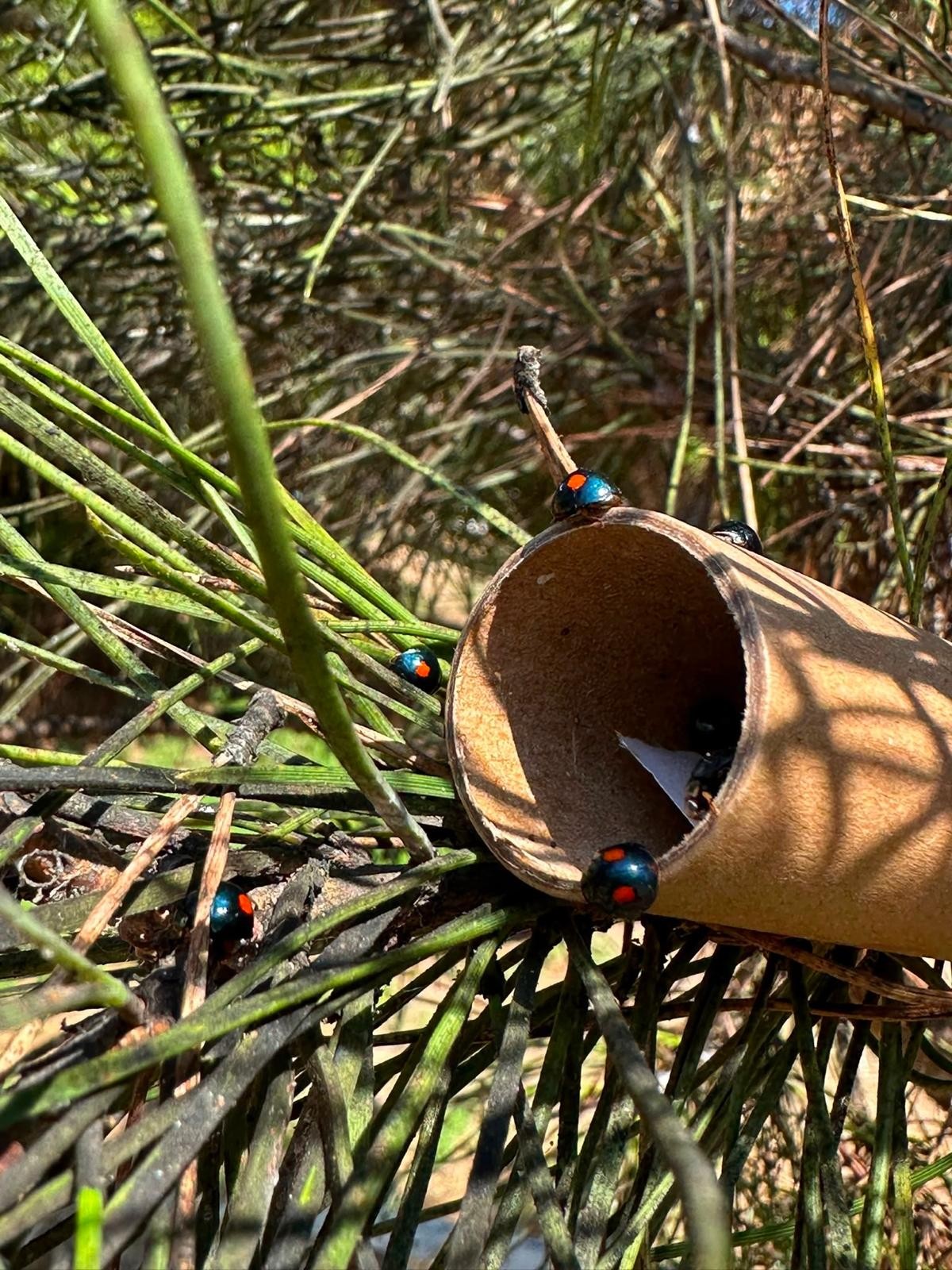 Una coccinella “salva-pini”: da Napoli parte la sfida CREA alla cocciniglia tartaruga