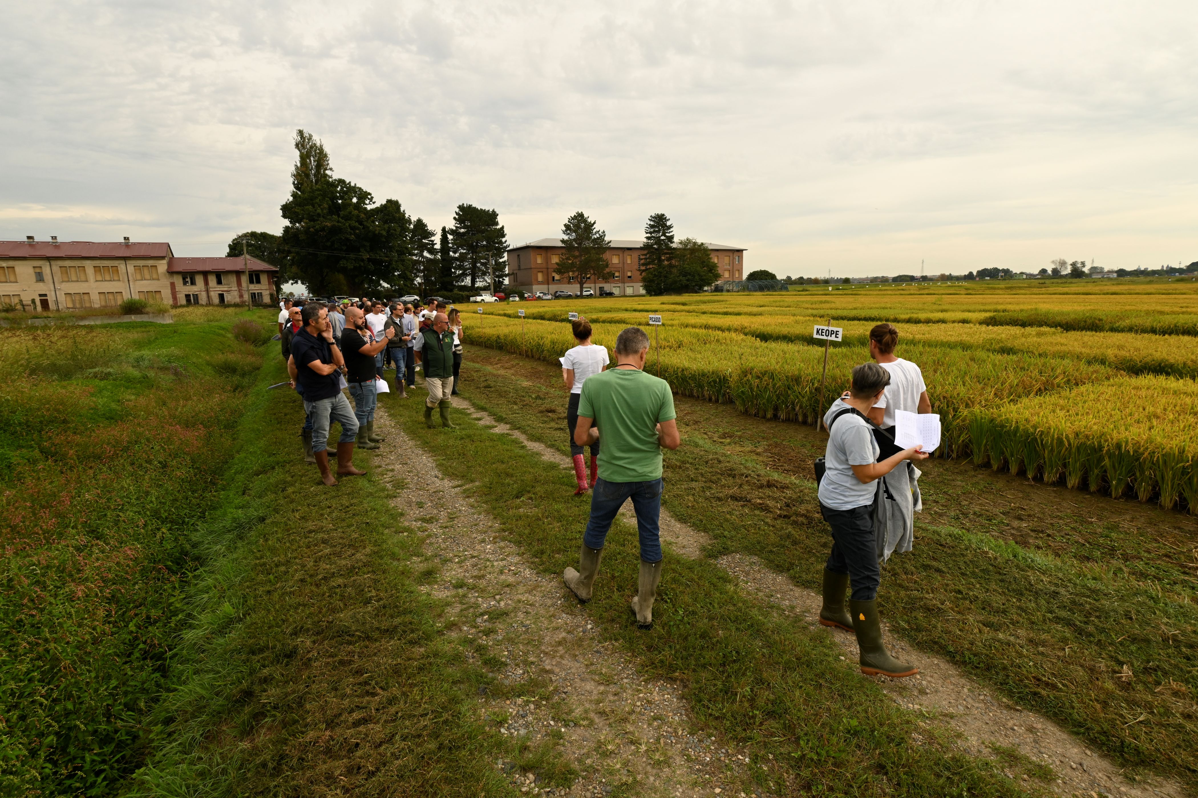 Al CREA l'Open day riso 2026