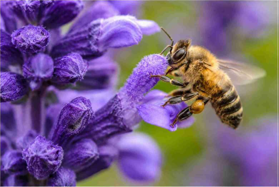 Il ruolo strategico delle api: custodi primarie di biodiversit&agrave; e ambiente