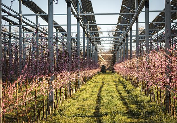 Sole 24 Ore Food 24: L’innovazione nell’ortofrutta in campo contro la crisi climatica
