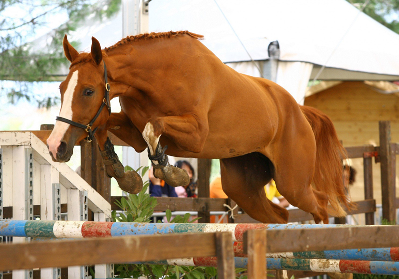 Il Presidente CREA all’evento “Il Cavallo Italiano: Ricerca, Innovazione e Valore per la Nazione”