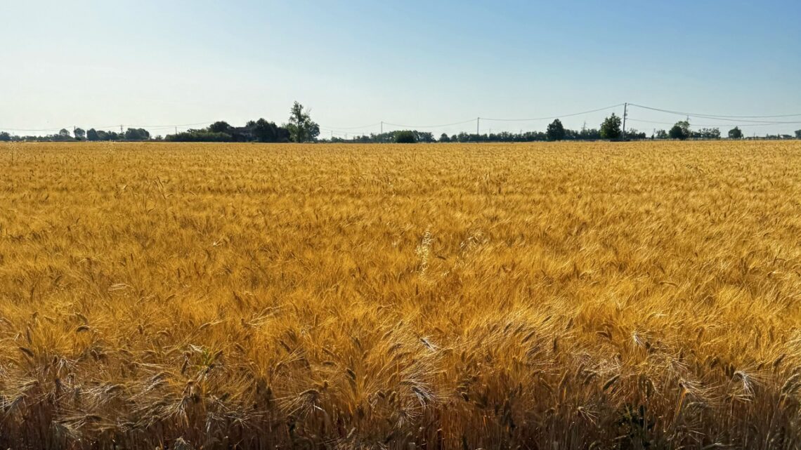 La ricerca CREA su cereali e legumi al convegno Aistec