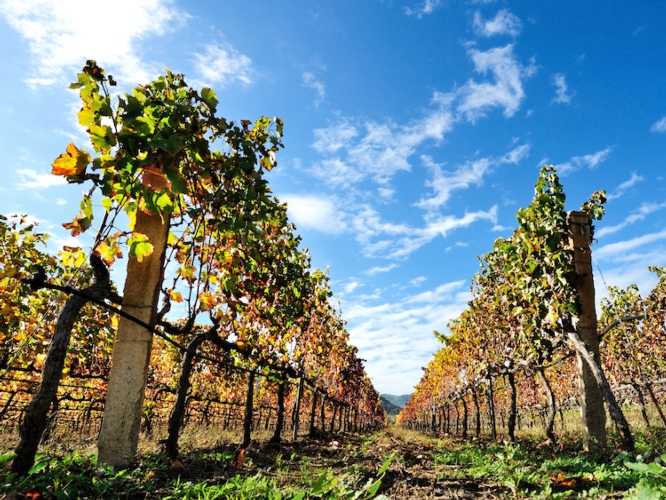 Il CREA su Wine News: vitigni resistenti ai patogeni con il progetto Biotech
