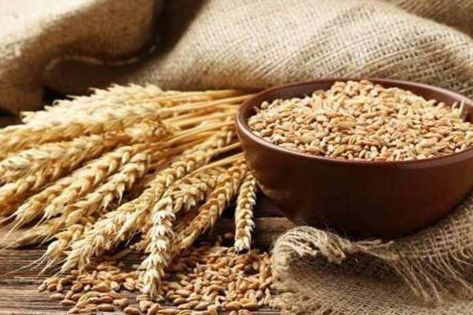 Il CREA in onda su RADIO 24 per parlare dello studio su grani e celiachia