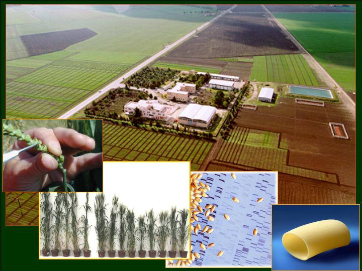 Le ricerche del CREA Cerealicoltura e Colture Industriali su Rai News 24