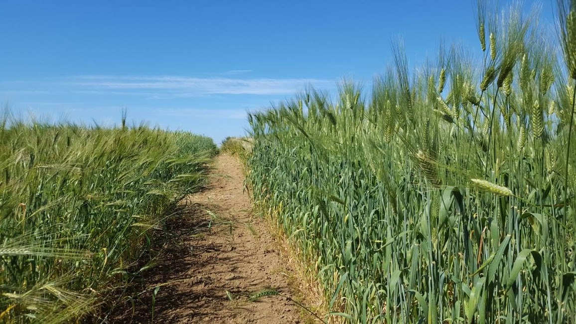 Pubblicato su “Plants” il primo studio sulla diversità genetica di 30 frumenti storici siciliani