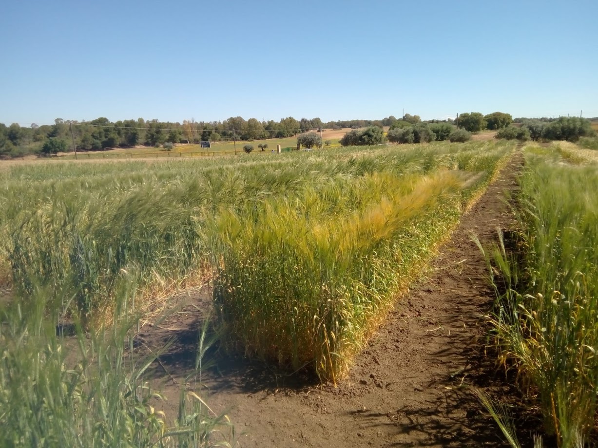 Studio CREA svela il DNA di 30 grani antichi siciliani