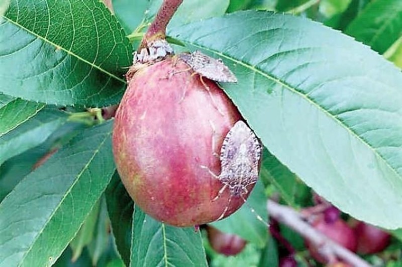 Il contributo del CREA nel contrasto alla diffusione della cimice asiatica