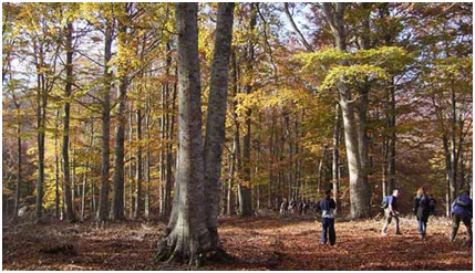 Il CREA in onda sul Tgr Lazio: il parco di Foreste e Legno aperto alle scuole