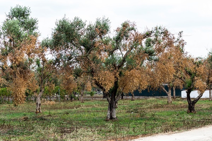 Il CREA presenta in audizione alla Camera dei Deputati ricerca sperimentale contro la diffusione della Xylella fastidiosa